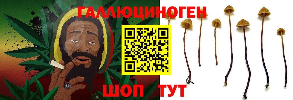 Галлюциногенные грибы Psilocybe Кировск
